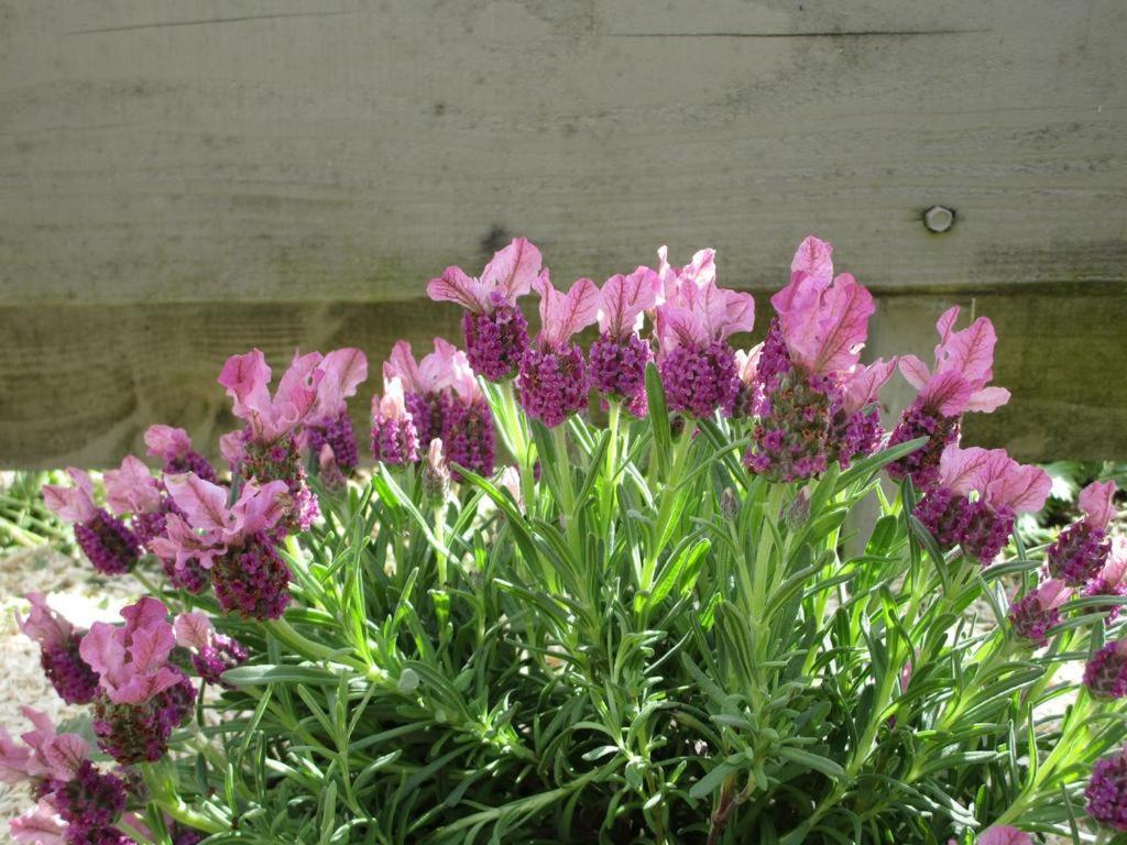 Un Figuier Dans Notre Jardin Villa Beaune-la-Rolande Cameră foto